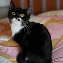 Thumbnail photo of Petunia S #3