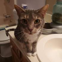 Thumbnail photo of Rosie #1