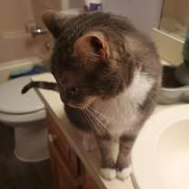 Thumbnail photo of Rosie #3