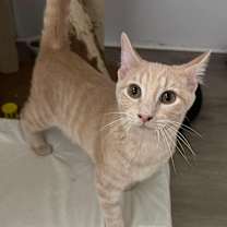 Thumbnail photo of Geronimo #1