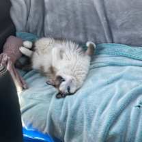 Thumbnail photo of Frankie #1