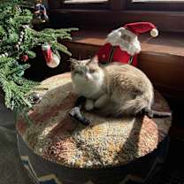 Thumbnail photo of Frankie #3
