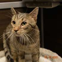 Thumbnail photo of Tito #1