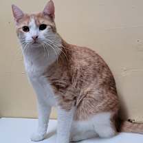 Thumbnail photo of Ferrell #4