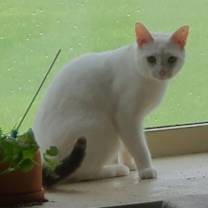 Thumbnail photo of Mosaic #3