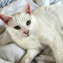 Thumbnail photo of Mosaic #4