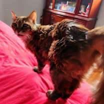 Thumbnail photo of Layla #3