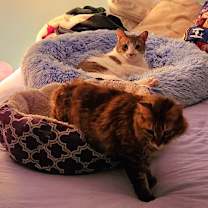 Thumbnail photo of Layla #4