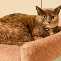 Thumbnail photo of Shells #1