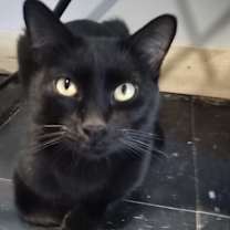 Thumbnail photo of Frank #1