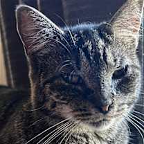 Thumbnail photo of Daphne- special needs #1