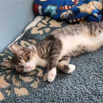 Thumbnail photo of Fern #4