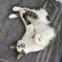 Thumbnail photo of Lola #1
