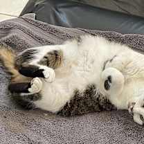 Thumbnail photo of Lola #2