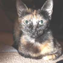 Thumbnail photo of Annabelle #1