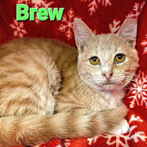 Thumbnail photo of Brew #2