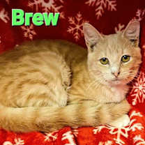 Thumbnail photo of Brew #3