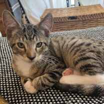 Thumbnail photo of Hermes #1