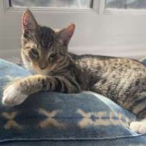 Thumbnail photo of Hermes #2