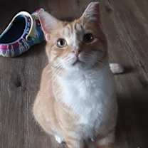 Thumbnail photo of Jerry (& Jesse) bonded  *FEE WAIVED* #2