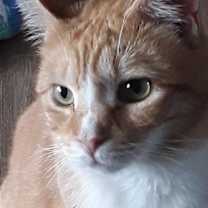 Thumbnail photo of Jerry (& Jesse) bonded  *FEE WAIVED* #3