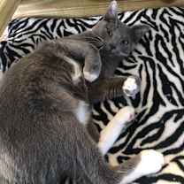 Thumbnail photo of Sonic #3