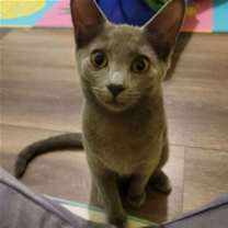 Thumbnail photo of Chrissie Hynde #1