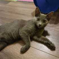 Thumbnail photo of Chrissie Hynde #2