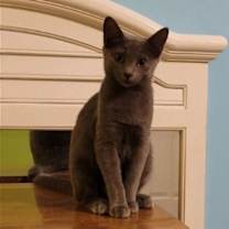 Thumbnail photo of Chrissie Hynde #3