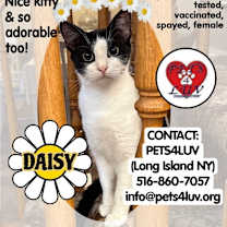 Thumbnail photo of Daisy/Bella Meadow #3