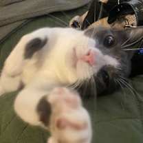 Thumbnail photo of Neville #1