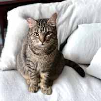 Thumbnail photo of Dusty FIV + INDOOR ONLY #1