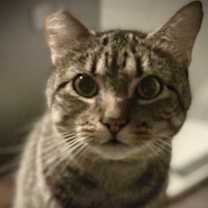 Thumbnail photo of Dusty FIV + INDOOR ONLY #2