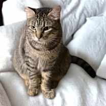 Thumbnail photo of Dusty FIV + INDOOR ONLY #3