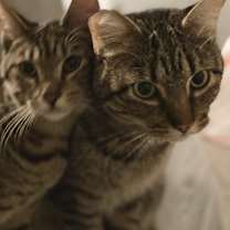 Thumbnail photo of Dusty FIV + INDOOR ONLY #4