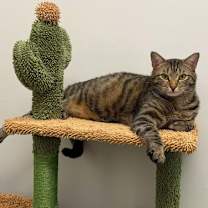 Thumbnail photo of Chip #1