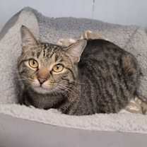 Thumbnail photo of Chip #2