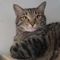 Thumbnail photo of Chip #3