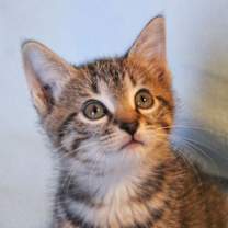 Thumbnail photo of Chip #4