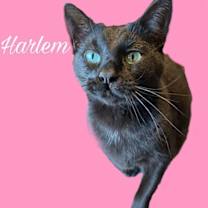 Thumbnail photo of Harlem #1