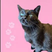 Thumbnail photo of Harlem #2