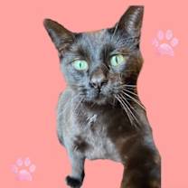 Thumbnail photo of Harlem #3