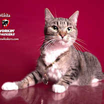 Thumbnail photo of MIKITA #1