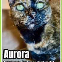 Thumbnail photo of Aurora, Willow Grove Area (FCID 11/08/2023-132) #1