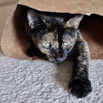 Thumbnail photo of Aurora, Willow Grove Area (FCID 11/08/2023-132) #3