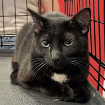 Thumbnail photo of Sabrina #3