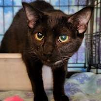 Thumbnail photo of Sabrina #4