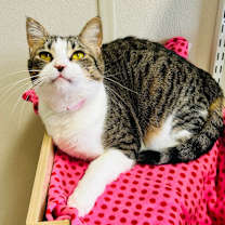 Thumbnail photo of Cupcake #1