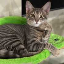 Thumbnail photo of Huey #1