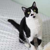 Thumbnail photo of Clementine #2